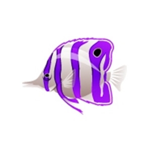 Violet Butterflyfish